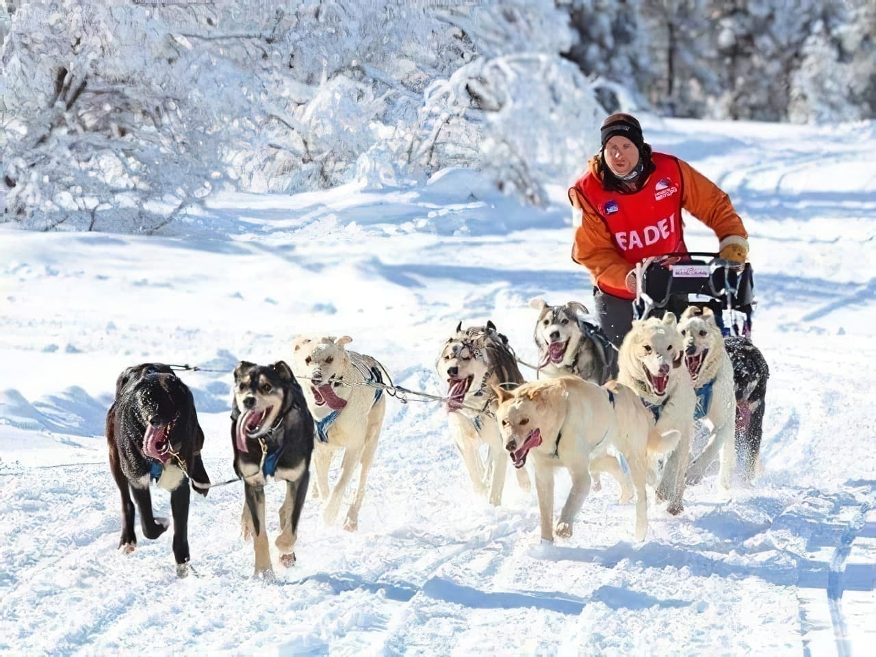 Chiens de traineau
