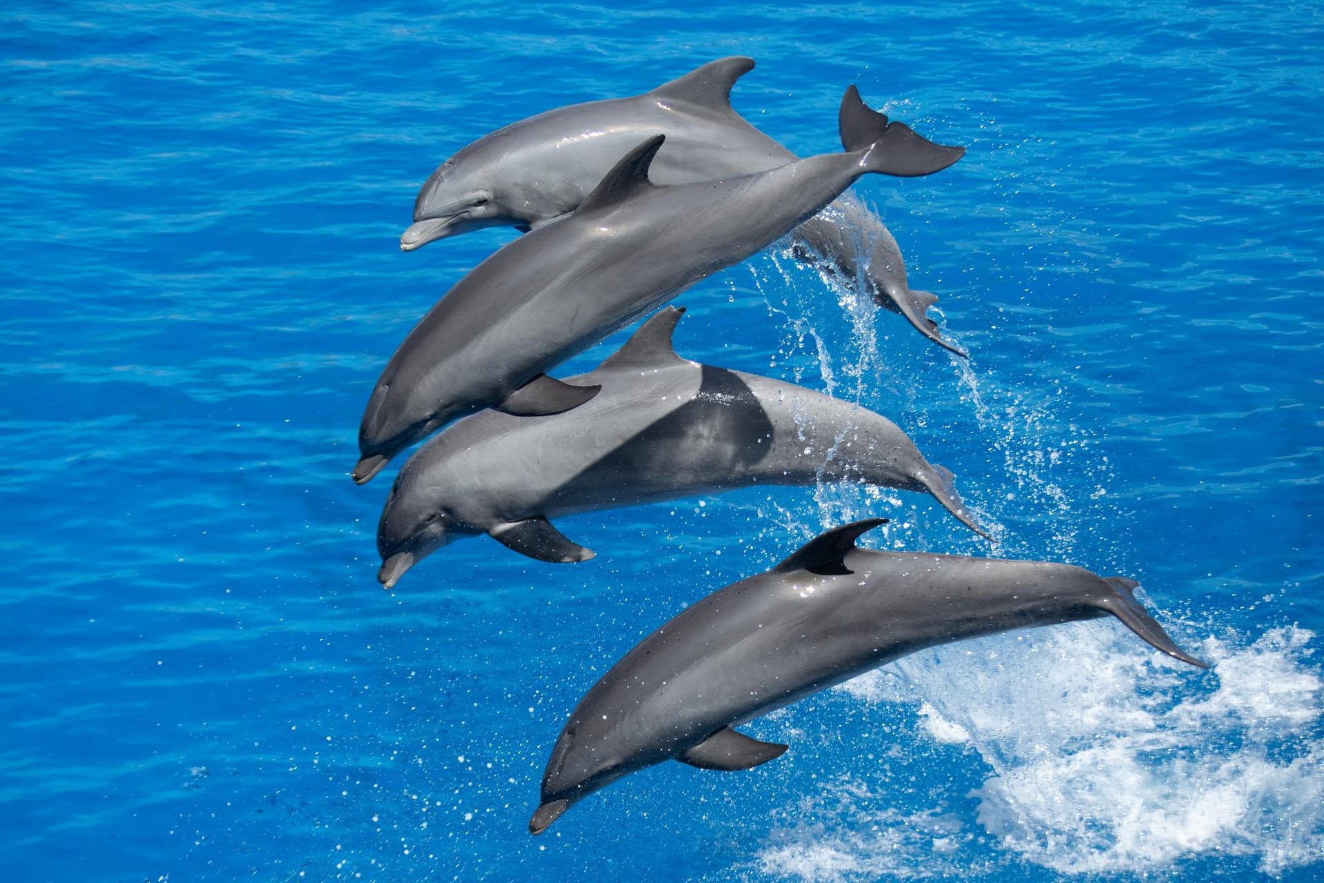 Observation de dauphins