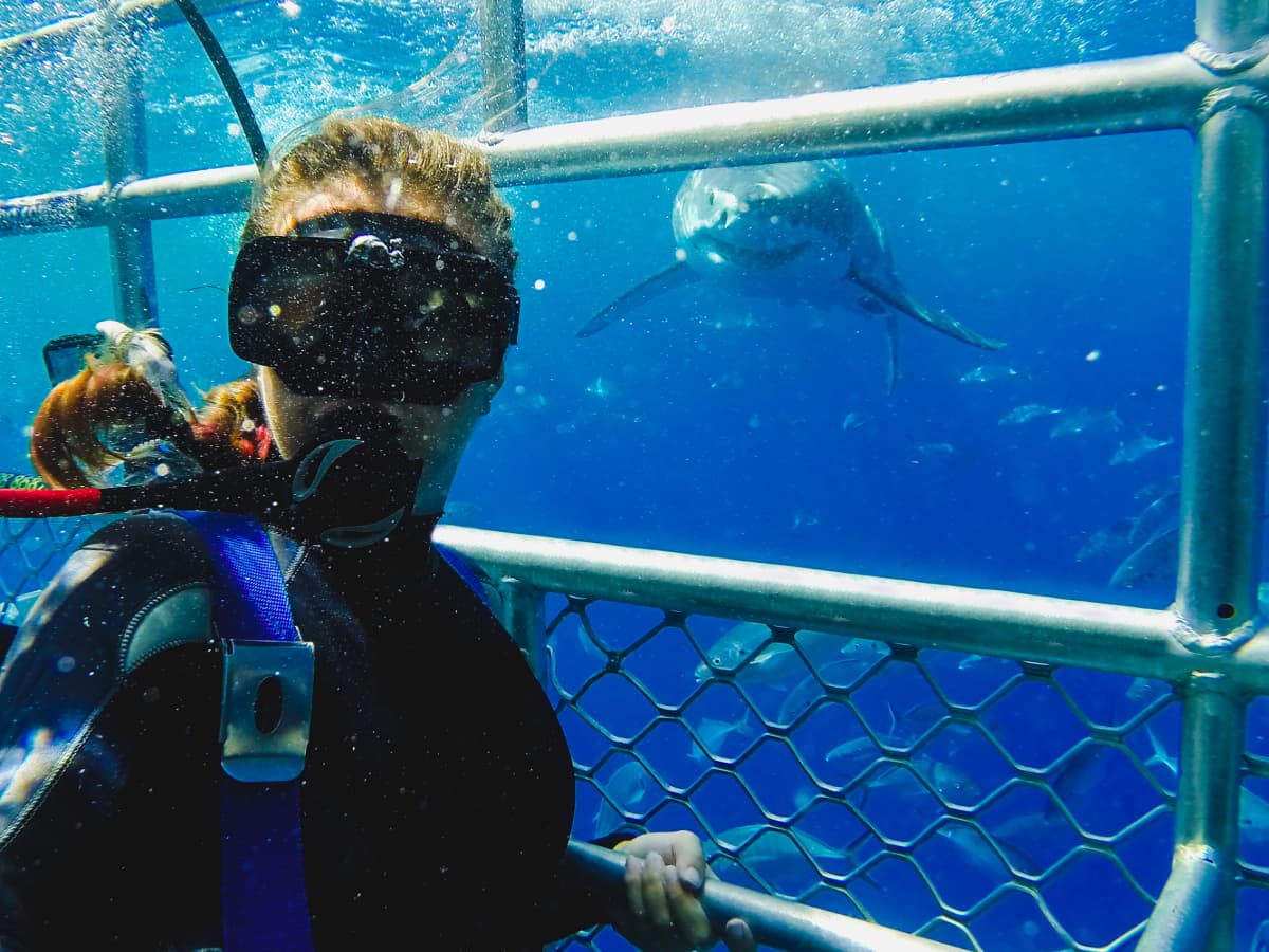 Observation de requins