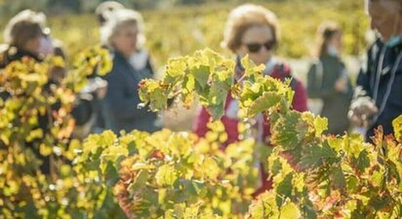 Visite et dégustation de vignoble à Luc-sur-Orbieu près de Carcassonne