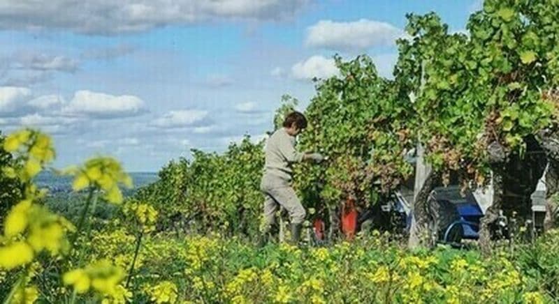 Visite de vignoble à Pomport près de Bergerac