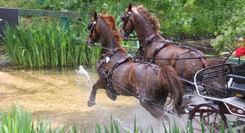 Balade en Calèche à Rozay-en-Brie