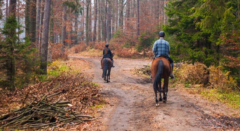 Balade à cheval ou à poney à Saint-Cyr-sur-Morin (77)