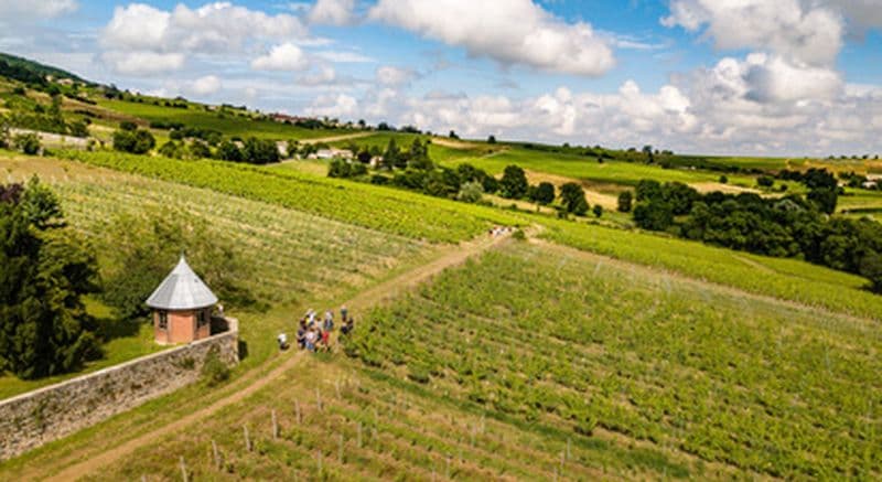 Chasse au trésor dans un domaine viticole au cœur du Beaujolais