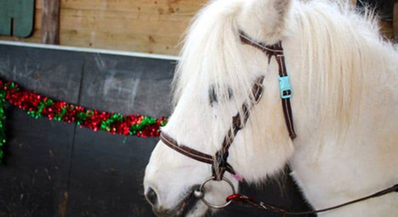 Anniversaire enfant au Poney Club près de Melun
