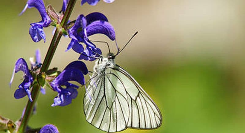 Randonnée pédestre dans le Parc Naturel du Haut Languedoc