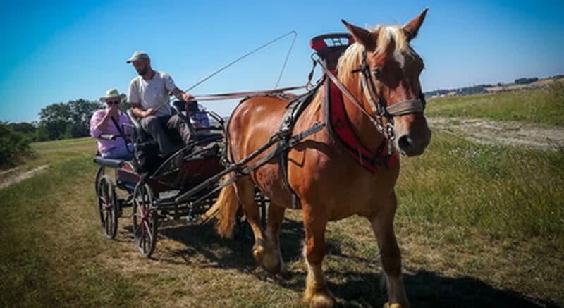 Balade en calèche dans la campagne du Gâtinais près de Nemours