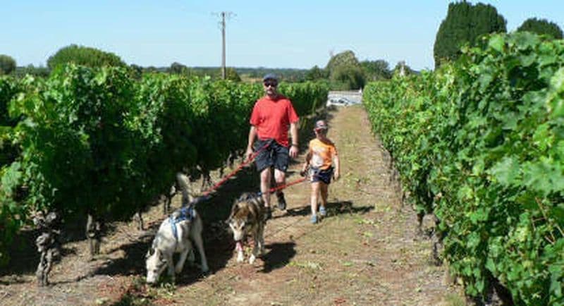 Cani-randonnée près d'Angers