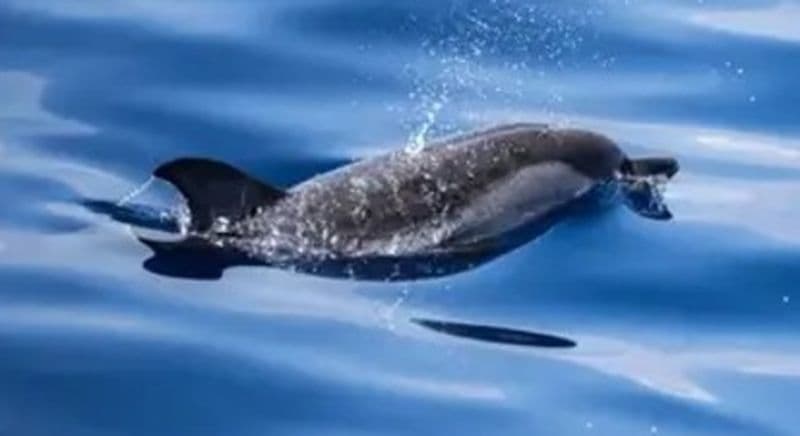 Rencontre avec les dauphins Villefranche-sur- Mer