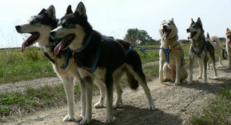 Baptême doggy-kart près d'Angers