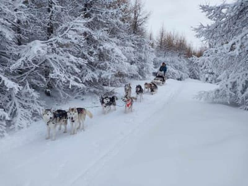 Chien de traîneau dans le fjord d’Eyjafjörður au départ d’Akureyri