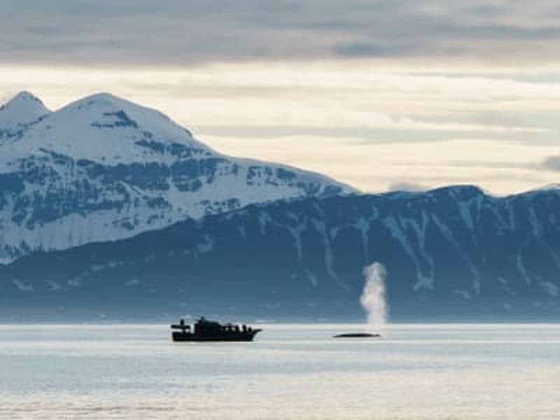 Billet Excursion en bateau dans la nature et la faune au Svalbard