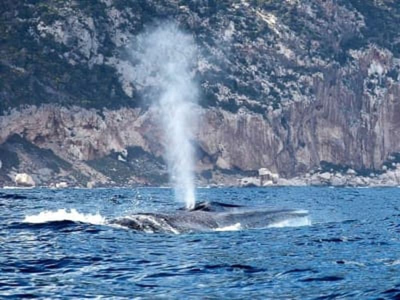 Excursion en bateau pour observer les baleines à Orosei, Sardaigne