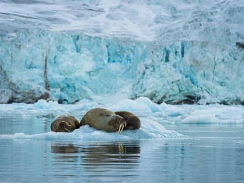 Safari aux morses en semi-rigide dans la baie de Borebukta au départ de Longyearbyen (Svalbard)