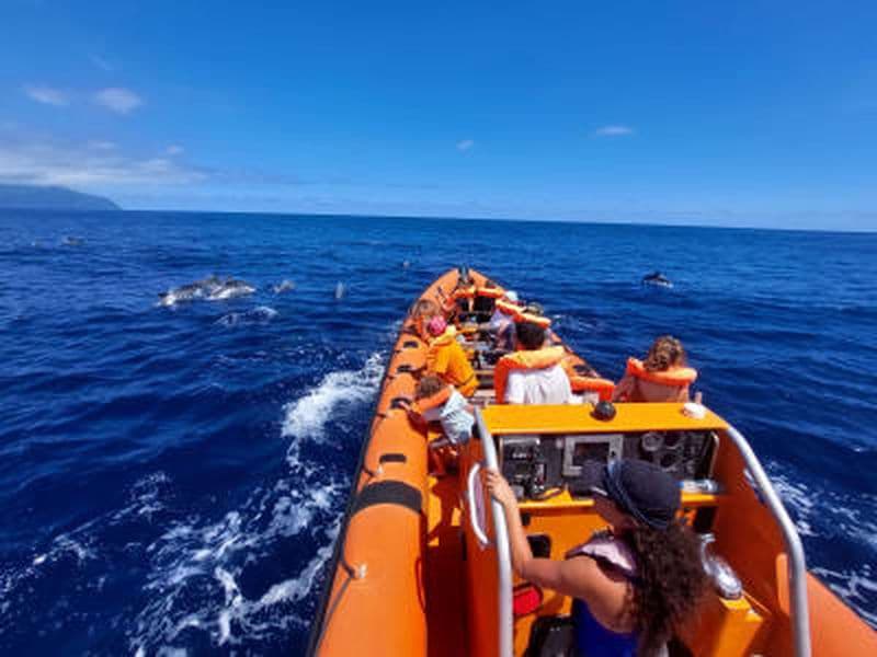 Demi-journée d'observation des baleines et des dauphins en zodiac à São Miguel, Açores