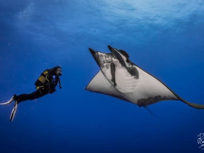 Plongée d'exploration guidée sur l'île de Santa Maria, Açores