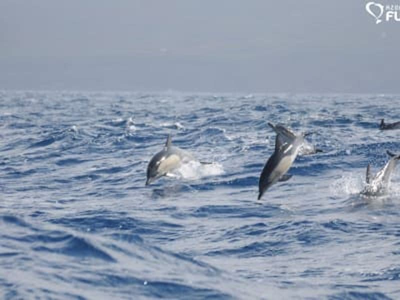 Tour d'observation des baleines à Lajes do Pico sur l'île de Pico