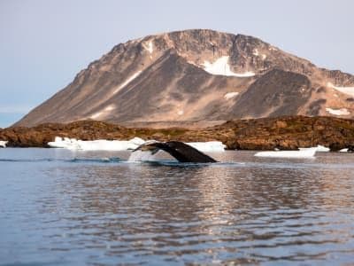 Observation des icebergs et des baleines en bateau depuis Kulusuk