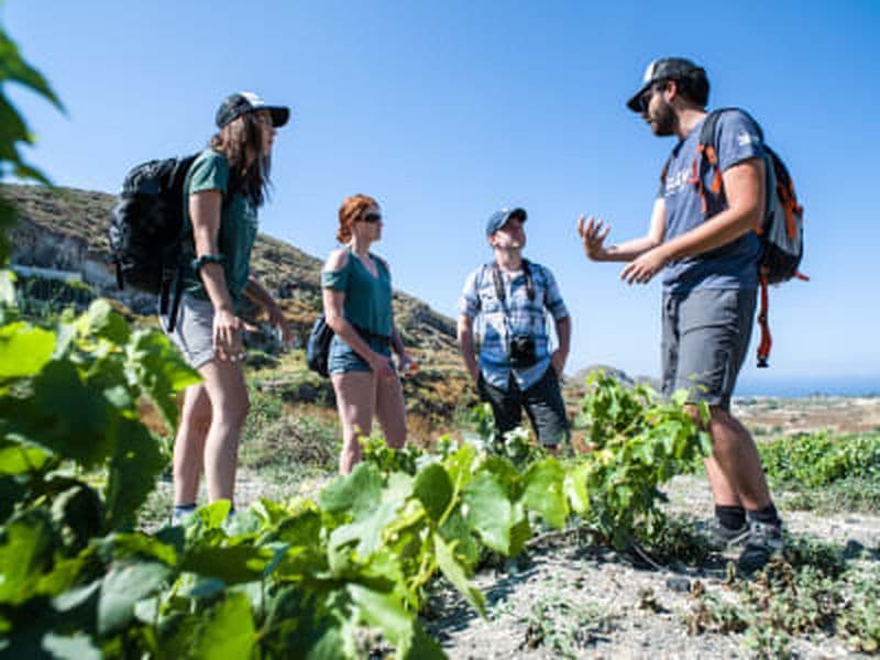 Randonnée dans les vignobles et cours de cuisine près d'Akrotiri à Santorin