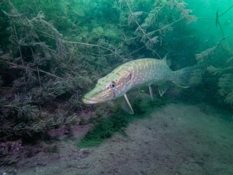 Plongée sous-marine pour débutants en Carinthie, Autriche