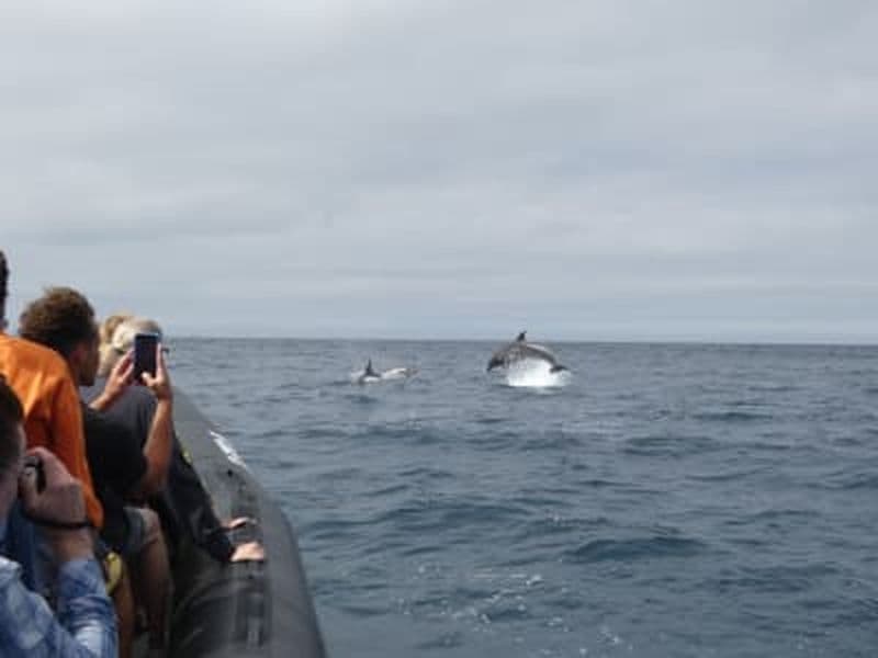 Observation des dauphins et des baleines en bateau depuis Sesimbra dans le parc naturel d'Arrábida, près de Lisbonne