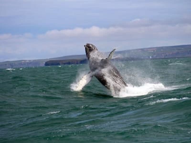 Excursion en bateau pour observer les baleines et expérience des bains thermaux de Forest Lagoon depuis Akureyri