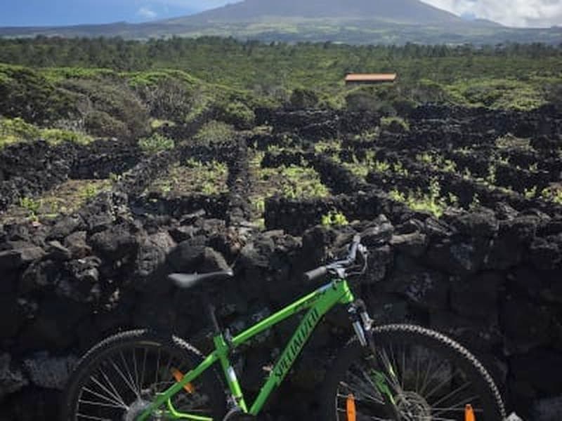 Excursion à vélo d'une demi-journée dans les vignobles de Ilha do Pico, Açores