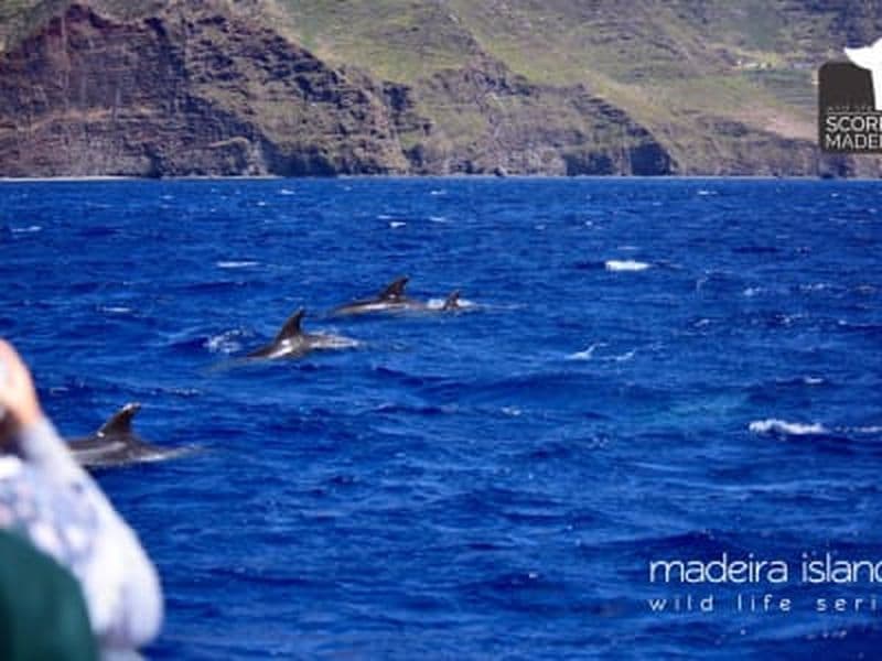 Observation des baleines et des dauphins depuis Machico, Madère