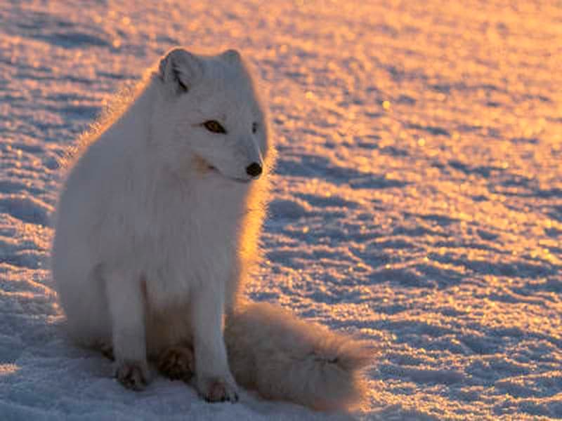 Safari photo de la faune et de la flore à partir de Longyearbyen au Svalbard
