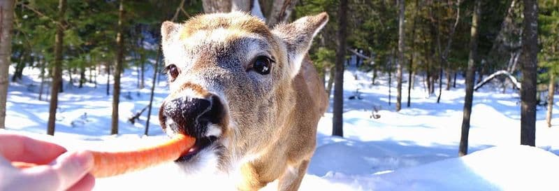 Safari dans le parc Omega