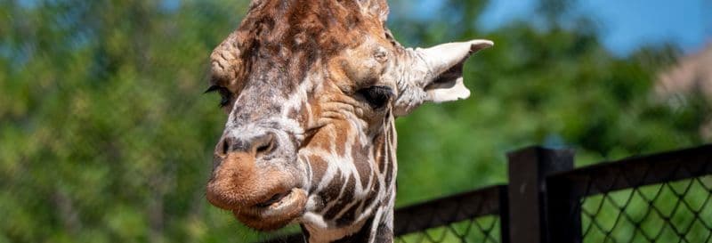 Balade à cheval dans Curitiba + Zoo