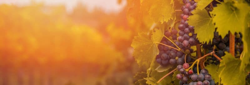 Visite du vignoble Menade