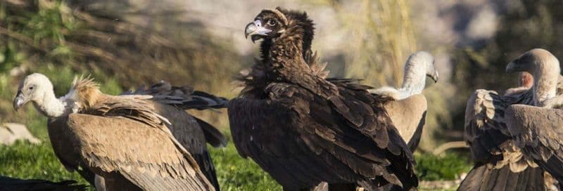 Observation d'oiseaux à Monfragüe