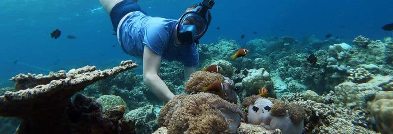 Snorkeling à Maafushi + Observation de dauphins