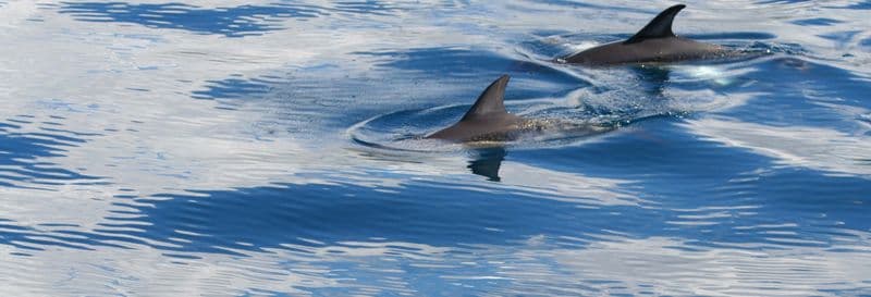 Observation de baleines et de dauphins + Ilhéus das Cabras