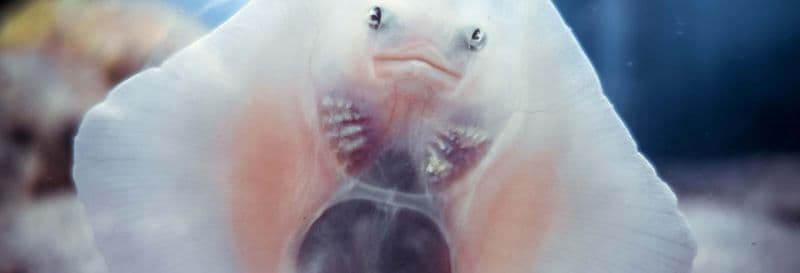 Billet pour l’Aquarium de Séville