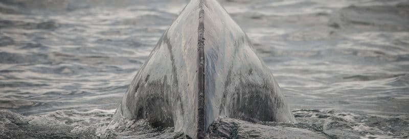 Observation des baleines à Los Angeles