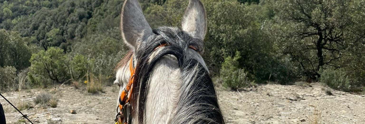 Balade à cheval à La Garrocha