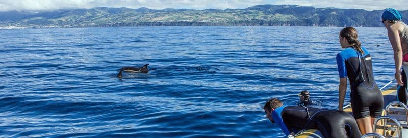 Nage avec des dauphins à Vila Franca do Campo