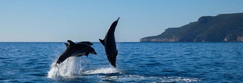 Observation de dauphins dans le parc naturel d'Arrábida