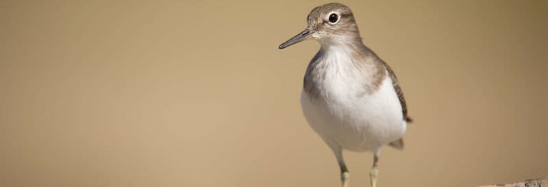 Observation d'oiseaux dans la Sierra de Aracena