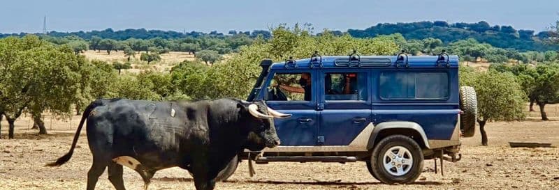 Visite d'un élevage de taureaux en 4x4 dans les Llanos d'Olivenza
