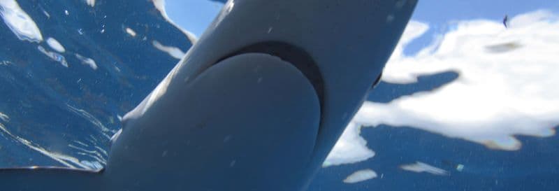 Plongée avec des requins sur l'île de Faial