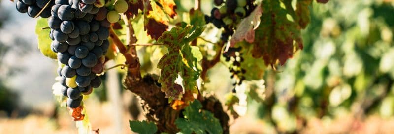 Visite du vignoble Caminhos Cruzados