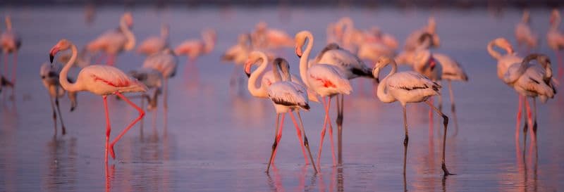 Observation de flamants roses dans le delta de l'Èbre au coucher du soleil
