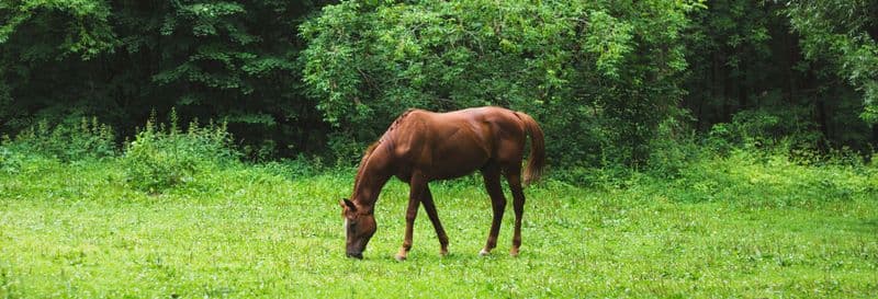 Balade à cheval à travers les fermes de Bonito