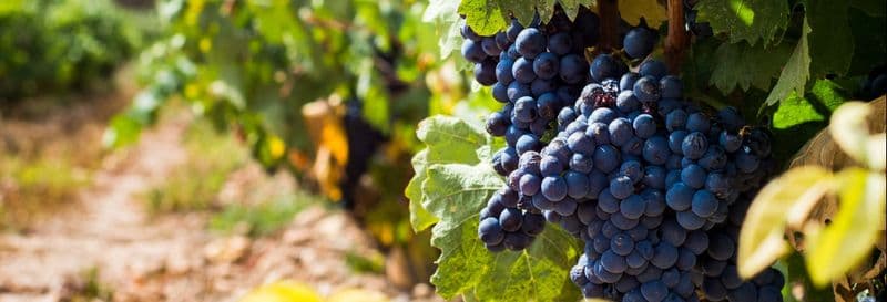 Visite des caves à vin Urbina