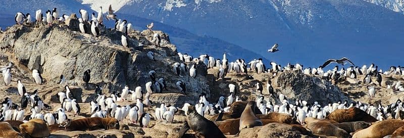 Colonie de manchots de l'île Martillo + Balade en bateau sur le canal Beagle