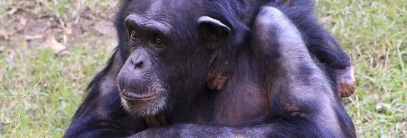 Excursion dans la réserve de Pongo-Songo