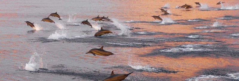 Observation de dauphins à Huraa